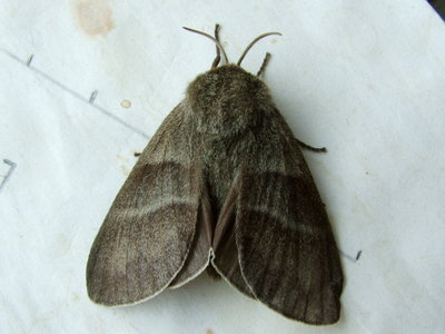 Fox Moth